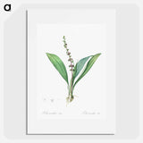 Peliosanthes teta illustration from Les liliacées - Pierre Joseph Redouté Poster.