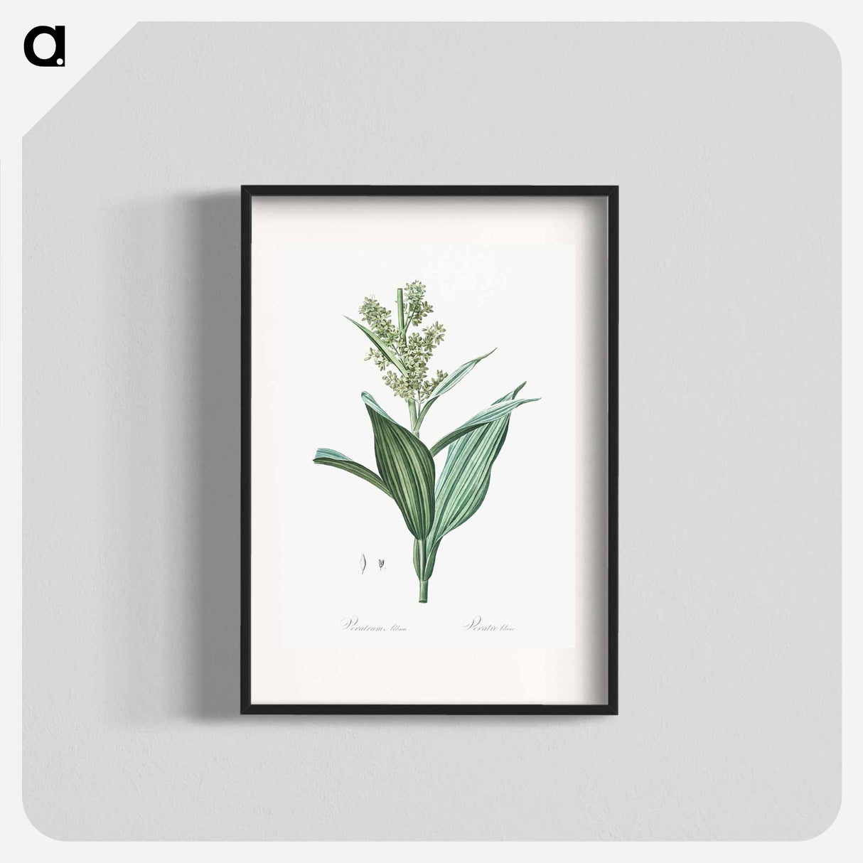False helleborine illustration - Pierre Joseph Redouté Poster.