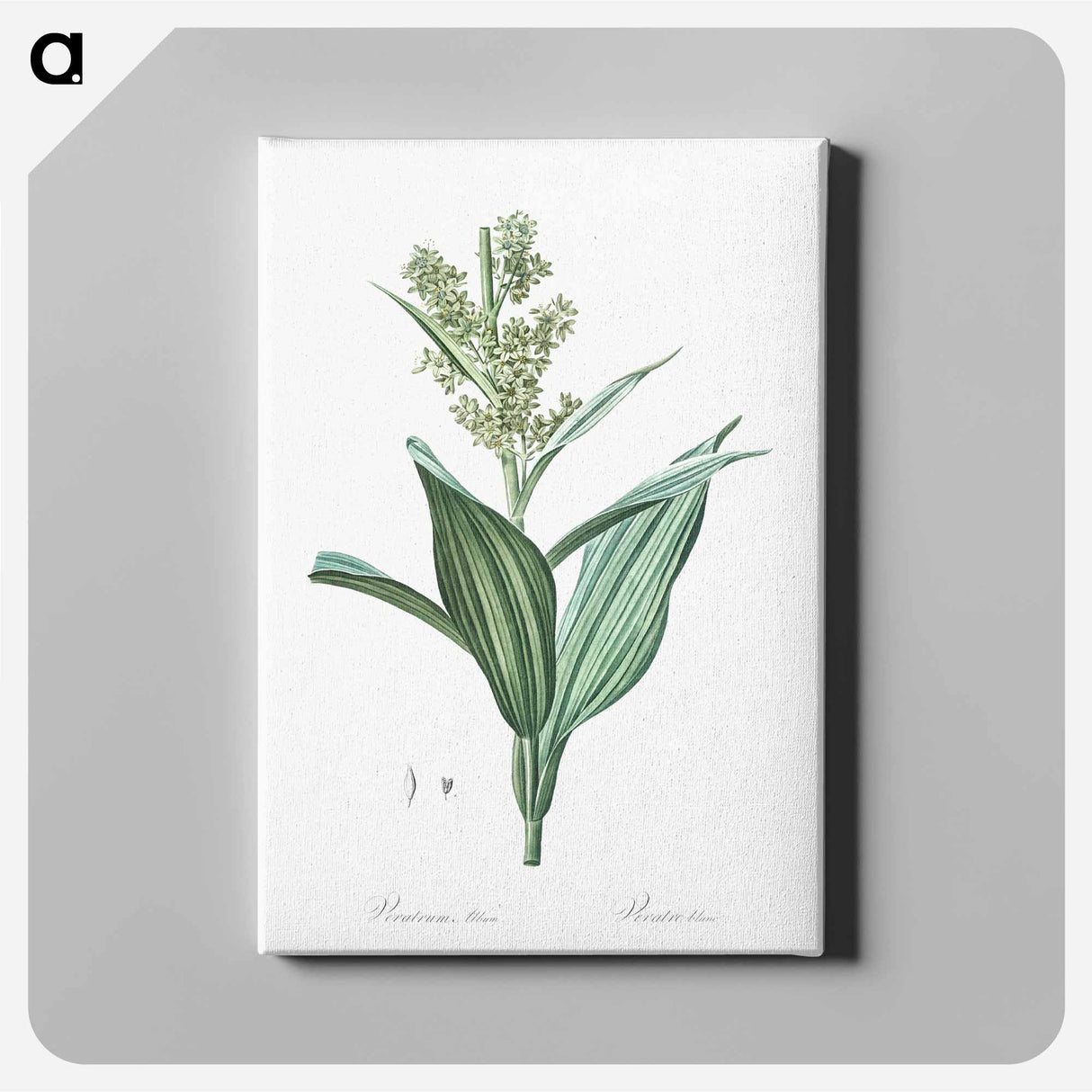 アートパネル-False helleborine illustration - ピエール ジョゼフ ルドゥーテ Canvas.
