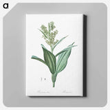 アートパネル-False helleborine illustration - ピエール ジョゼフ ルドゥーテ Canvas.