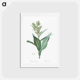 アートポストカード-False helleborine illustration - ピエール ジョゼフ ルドゥーテ Postcard.