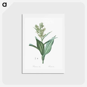 アートポストカード-False helleborine illustration - ピエール ジョゼフ ルドゥーテ Postcard.