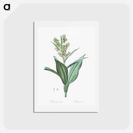アートポストカード-False helleborine illustration - ピエール ジョゼフ ルドゥーテ Postcard.
