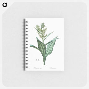 アートメモ帳-False helleborine illustration - ピエール ジョゼフ ルドゥーテ Memo.