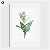 False helleborine illustration - Pierre Joseph Redouté Poster.