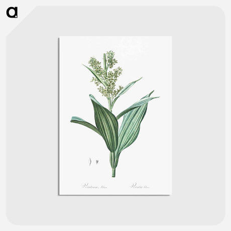 アートポストカード-False helleborine illustration - ピエール ジョゼフ ルドゥーテ Postcard.
