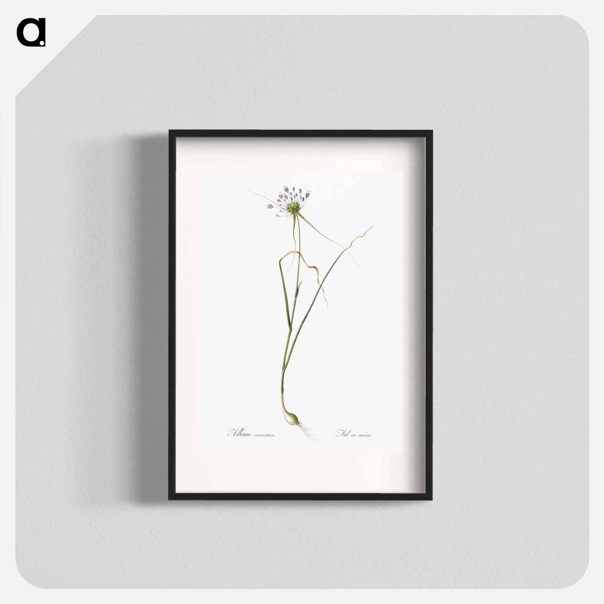 Keeled garlic illustration - Pierre Joseph Redouté Poster.