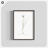 Keeled garlic illustration - Pierre Joseph Redouté Poster.