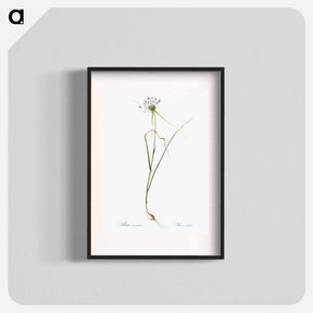 アートポスター-Keeled garlic illustration - ピエール ジョゼフ ルドゥーテ Poster.