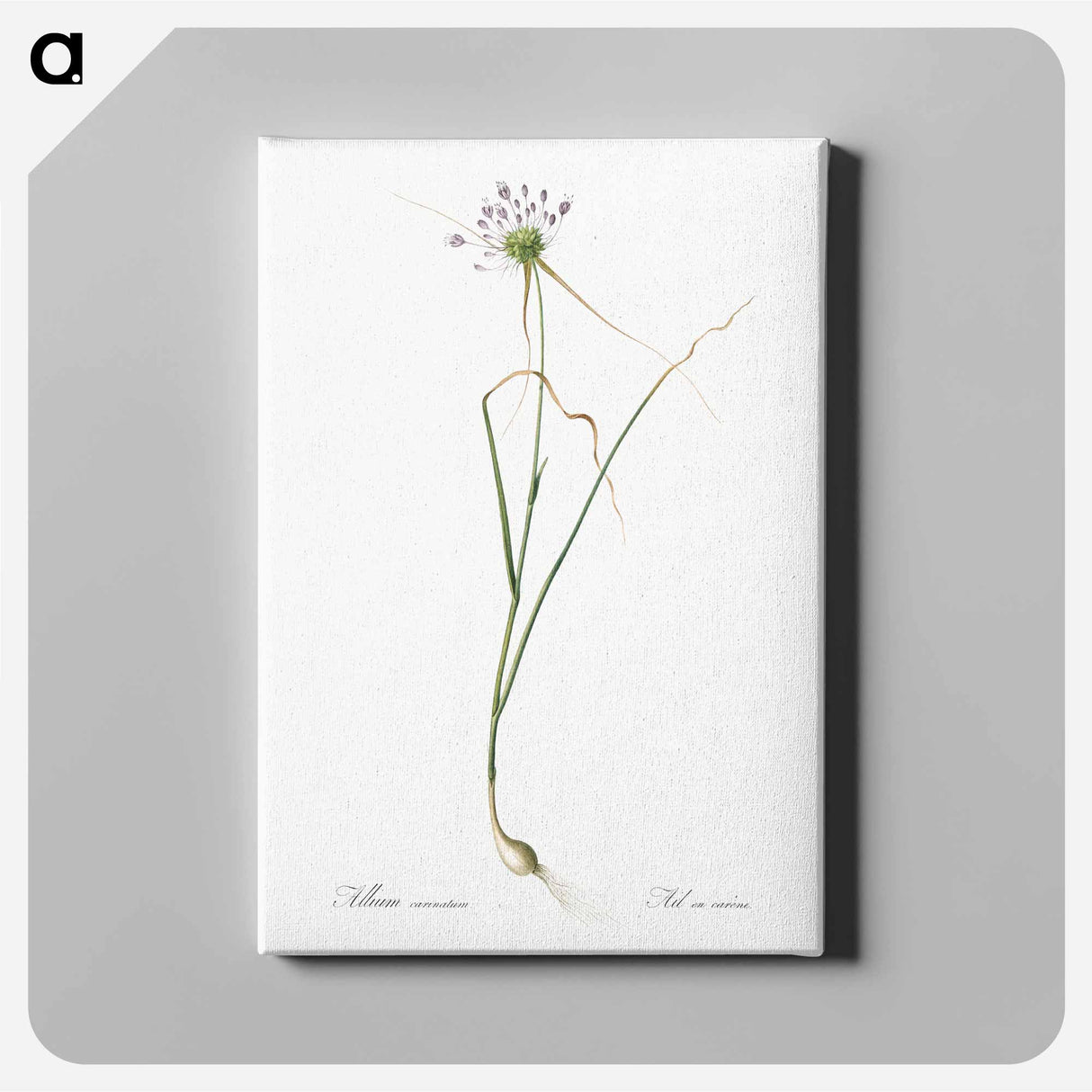 アートパネル-Keeled garlic illustration - ピエール ジョゼフ ルドゥーテ Canvas.