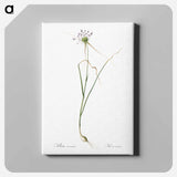 アートパネル-Keeled garlic illustration - ピエール ジョゼフ ルドゥーテ Canvas.