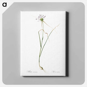 アートパネル-Keeled garlic illustration - ピエール ジョゼフ ルドゥーテ Canvas.