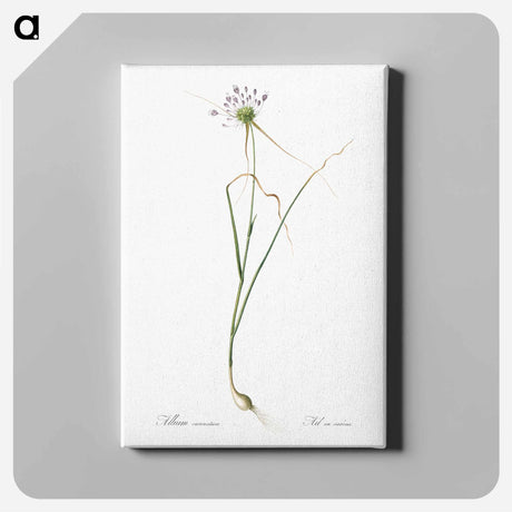 アートパネル-Keeled garlic illustration - ピエール ジョゼフ ルドゥーテ Canvas.