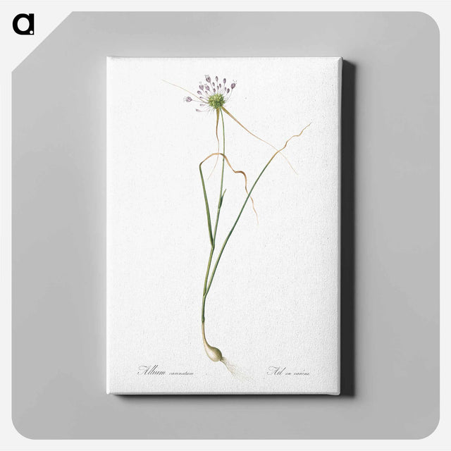 アートパネル-Keeled garlic illustration - ピエール ジョゼフ ルドゥーテ Canvas.