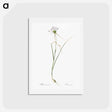 アートポストカード-Keeled garlic illustration - ピエール ジョゼフ ルドゥーテ Postcard.