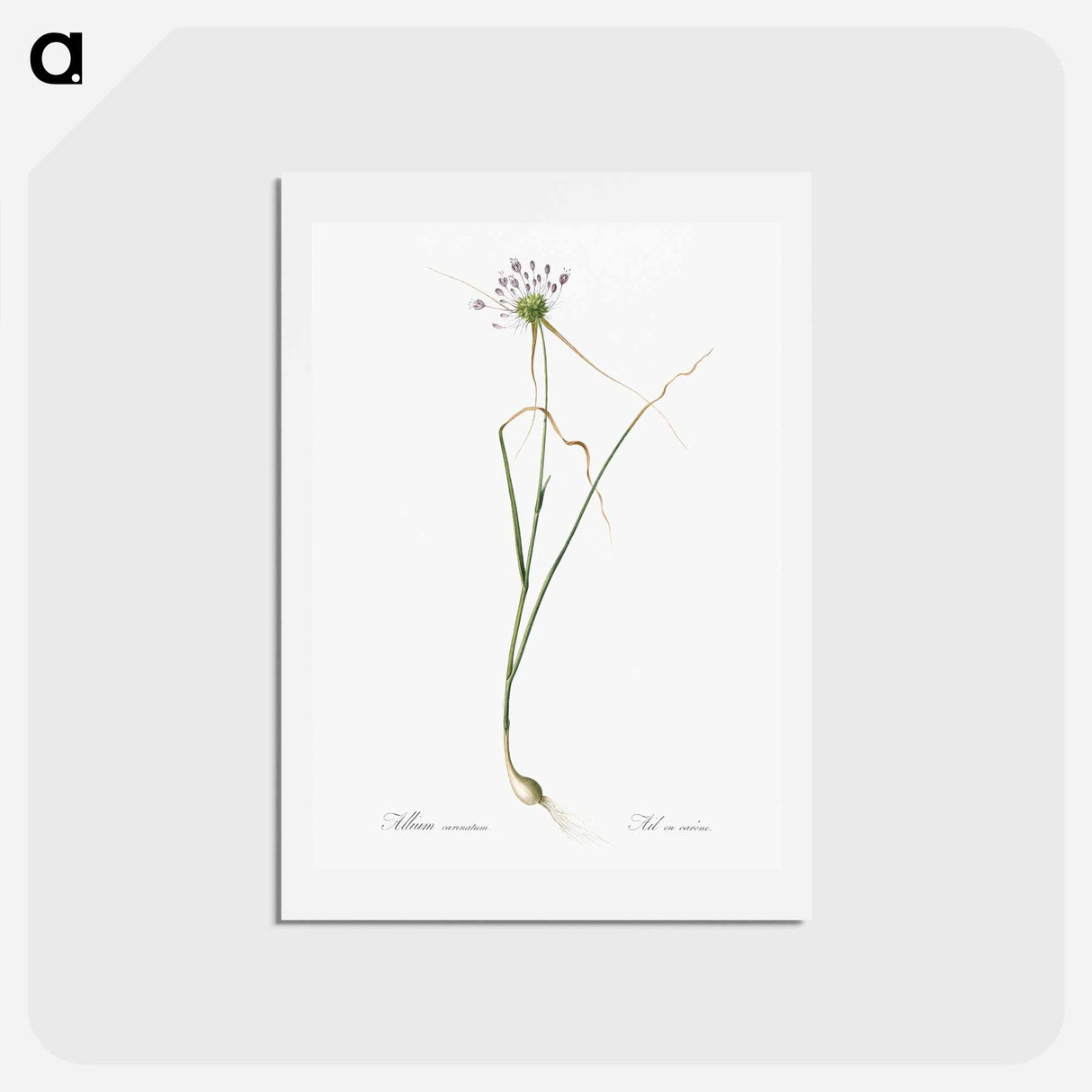 アートポストカード-Keeled garlic illustration - ピエール ジョゼフ ルドゥーテ Postcard.