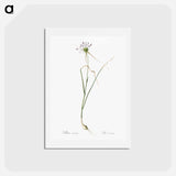 アートポストカード-Keeled garlic illustration - ピエール ジョゼフ ルドゥーテ Postcard.