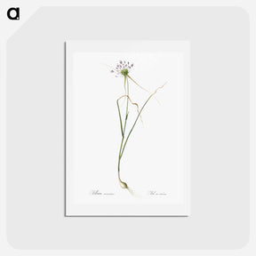 アートポストカード-Keeled garlic illustration - ピエール ジョゼフ ルドゥーテ Postcard.