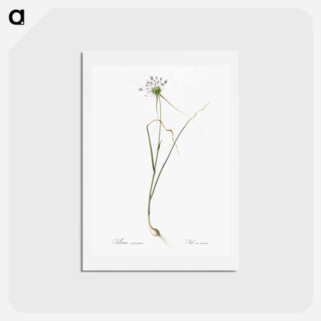 アートポストカード-Keeled garlic illustration - ピエール ジョゼフ ルドゥーテ Postcard.