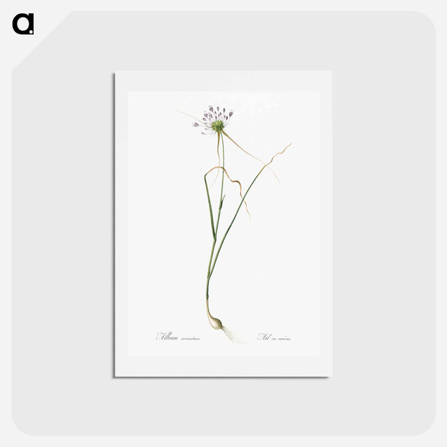 アートポストカード-Keeled garlic illustration - ピエール ジョゼフ ルドゥーテ Postcard.