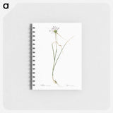 Keeled garlic illustration - ピエール ジョゼフ ルドゥーテ Memo.