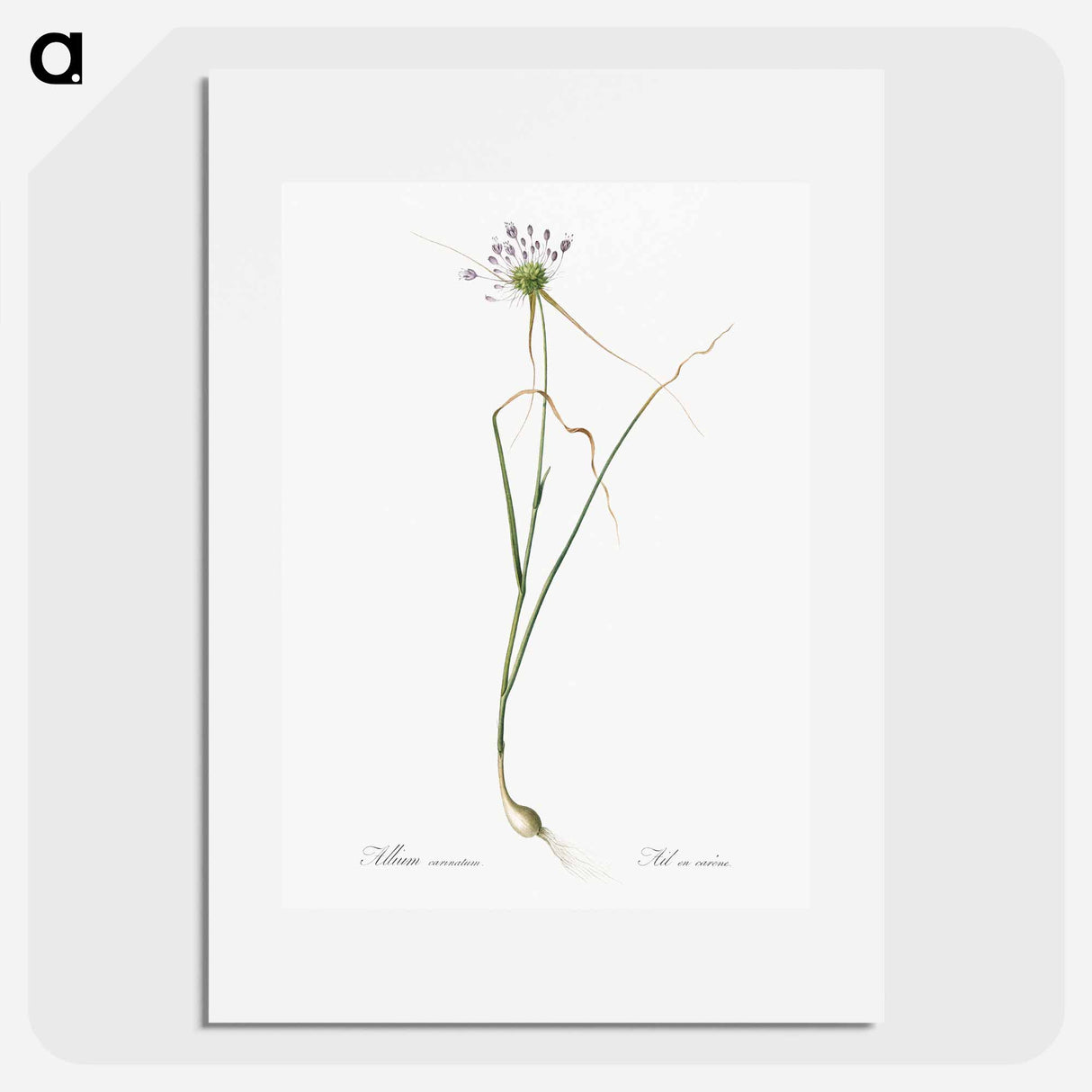 Keeled garlic illustration - Pierre Joseph Redouté Poster.
