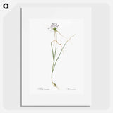 Keeled garlic illustration - Pierre Joseph Redouté Poster.