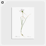 アートポストカード-Keeled garlic illustration - ピエール ジョゼフ ルドゥーテ Postcard.