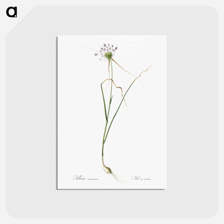 アートポストカード-Keeled garlic illustration - ピエール ジョゼフ ルドゥーテ Postcard.