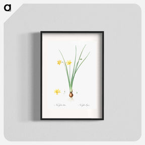 アートポスター-Daffodil illustration - ピエール ジョゼフ ルドゥーテ Poster.