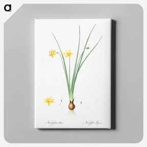 アートパネル-Daffodil illustration - ピエール ジョゼフ ルドゥーテ Canvas.