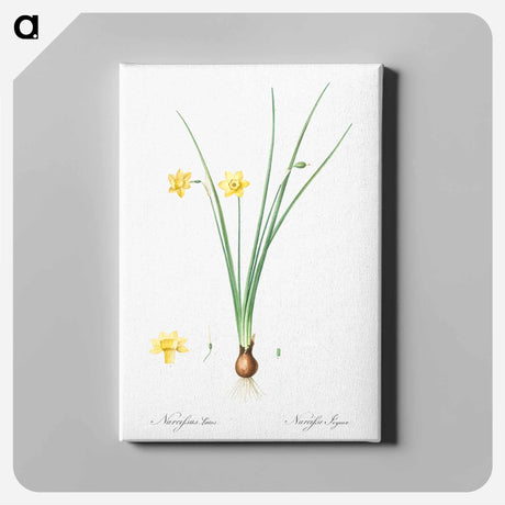 アートパネル-Daffodil illustration - ピエール ジョゼフ ルドゥーテ Canvas.