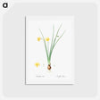 アートポストカード-Daffodil illustration - ピエール ジョゼフ ルドゥーテ Postcard.