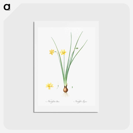 アートポストカード-Daffodil illustration - ピエール ジョゼフ ルドゥーテ Postcard.