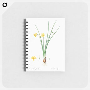 アートメモ帳-Daffodil illustration - ピエール ジョゼフ ルドゥーテ Memo.