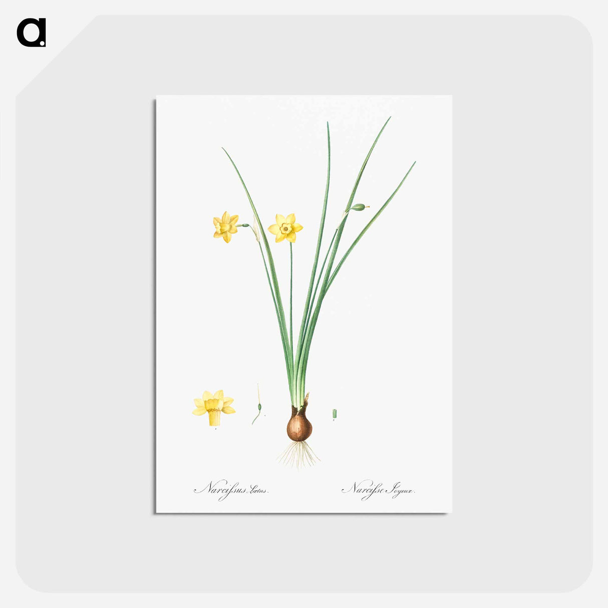 アートポストカード-Daffodil illustration - ピエール ジョゼフ ルドゥーテ Postcard.