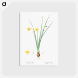 アートポストカード-Daffodil illustration - ピエール ジョゼフ ルドゥーテ Postcard.