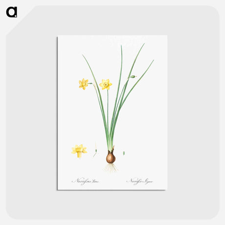アートポストカード-Daffodil illustration - ピエール ジョゼフ ルドゥーテ Postcard.
