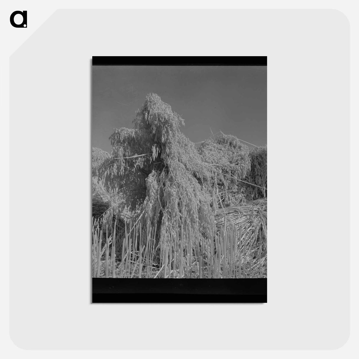 アートポストカード-Oats
 - ラッセル リー Postcard.