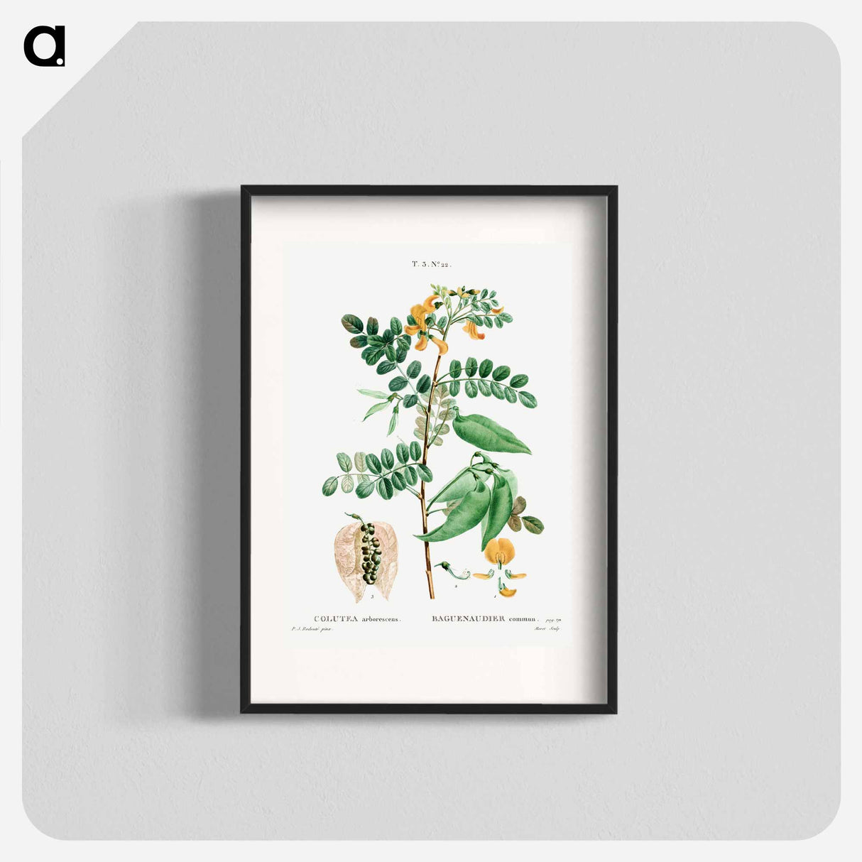 Bladder-senna (Colutea arborescens) - Pierre-Joseph Redouté Poster.