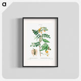 Bladder-senna (Colutea arborescens) - Pierre-Joseph Redouté Poster.