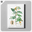 アートパネル-Bladder-senna (Colutea arborescens) - ピエール ジョゼフ ルドゥーテ Canvas.