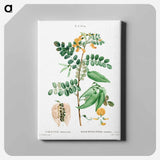 アートパネル-Bladder-senna (Colutea arborescens) - ピエール ジョゼフ ルドゥーテ Canvas.