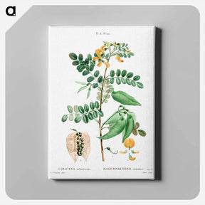 アートパネル-Bladder-senna (Colutea arborescens) - ピエール ジョゼフ ルドゥーテ Canvas.