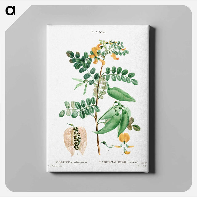 アートパネル-Bladder-senna (Colutea arborescens) - ピエール ジョゼフ ルドゥーテ Canvas.