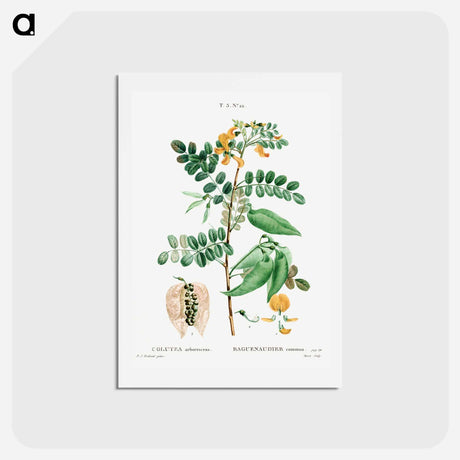アートポストカード-Bladder-senna (Colutea arborescens) - ピエール ジョゼフ ルドゥーテ Postcard.