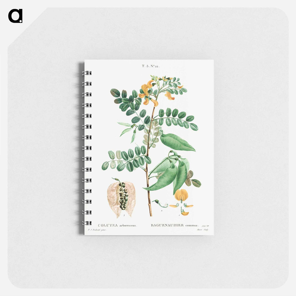Bladder-senna (Colutea arborescens) - ピエール ジョゼフ ルドゥーテ Memo.