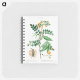 Bladder-senna (Colutea arborescens) - ピエール ジョゼフ ルドゥーテ Memo.