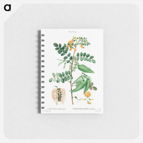 アートメモ帳-Bladder-senna (Colutea arborescens) - ピエール ジョゼフ ルドゥーテ Memo.