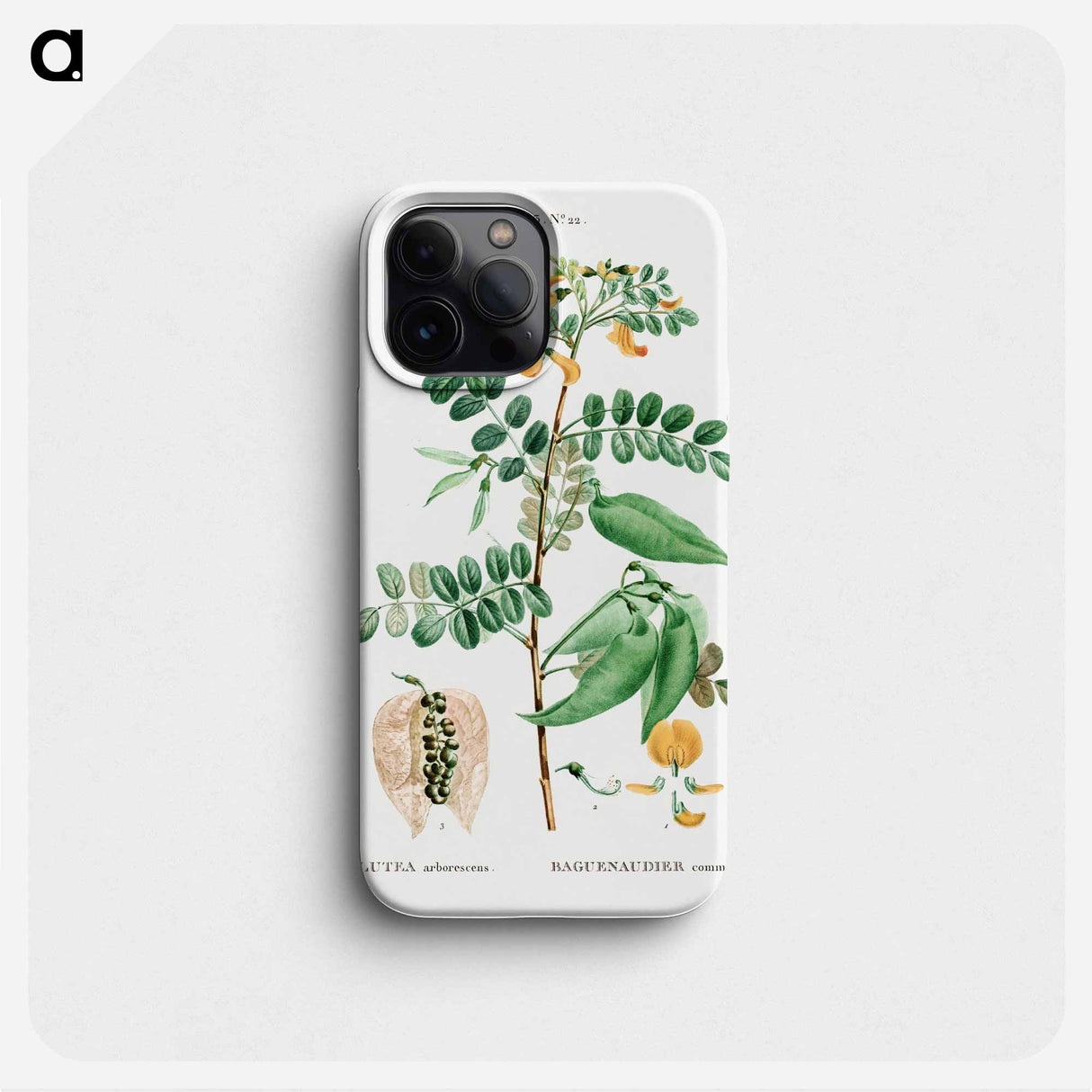 Bladder-senna (Colutea arborescens) - ピエール ジョゼフ ルドゥーテ Phone Case.